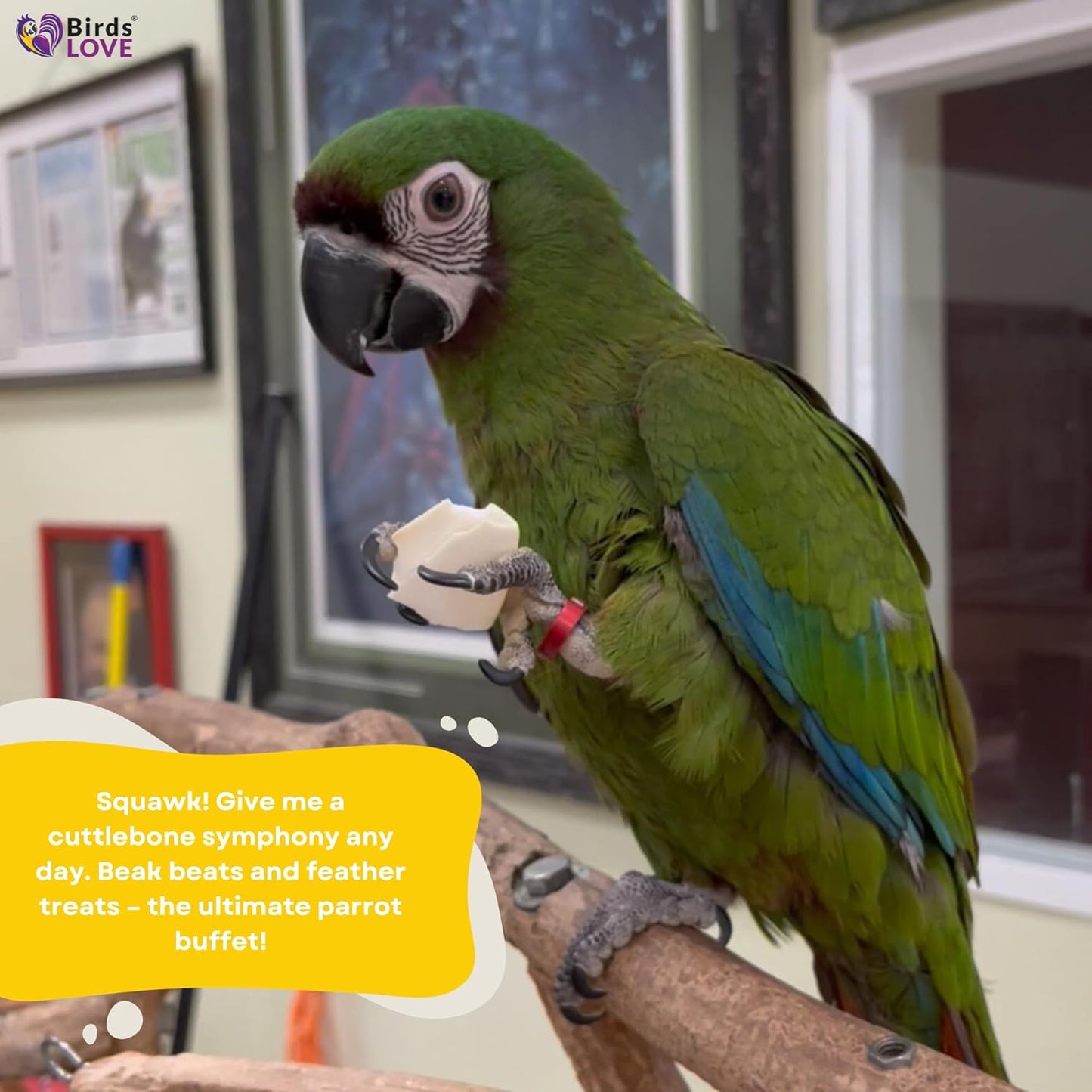 Birds LOVE 7.5" to 8" Natural Cuttlebone for Birds, Tortoises, Snails & Crabs (1 Pack) β 100% Pure Sun-Dried Cuddlebone Calcium Supplement to Support Beak & Shell Health