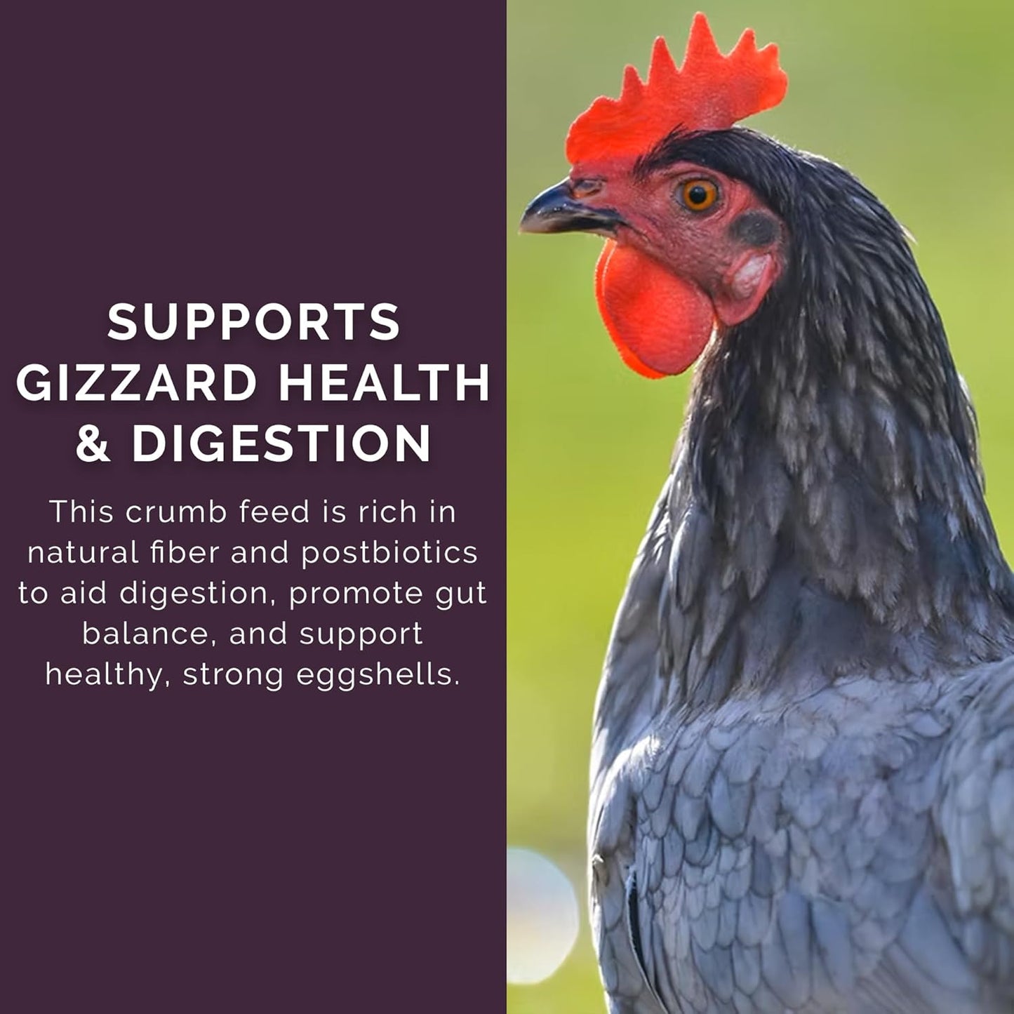 Layer Crumb Feed, 25lbs - Non-GMO, High-Protein Poultry Feed for Healthy Hens & Nutritious Eggs, 17.5% Protein - USDA Certified Organic Blend, Soy & Corn-Free