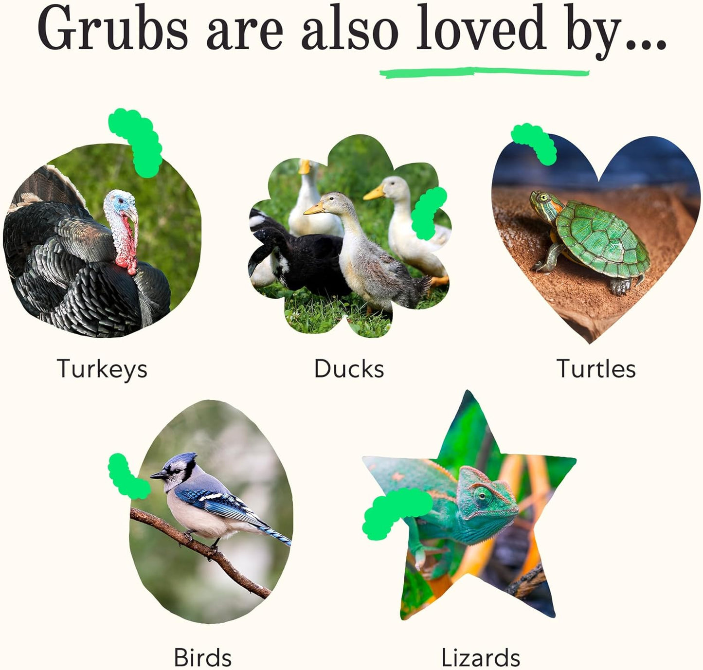 Grubblies - Black Soldier Fly Larvae for Chickens - Chicken Treats Grown in The US and Canada - for Strong Eggshells and Healthy Feathers - Grubblies Hometown Harvest 5LB