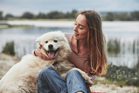 4-1 2026 Pet Tech Trend Report : 5 Latest Smart Devices Revolutionizing Dog Care