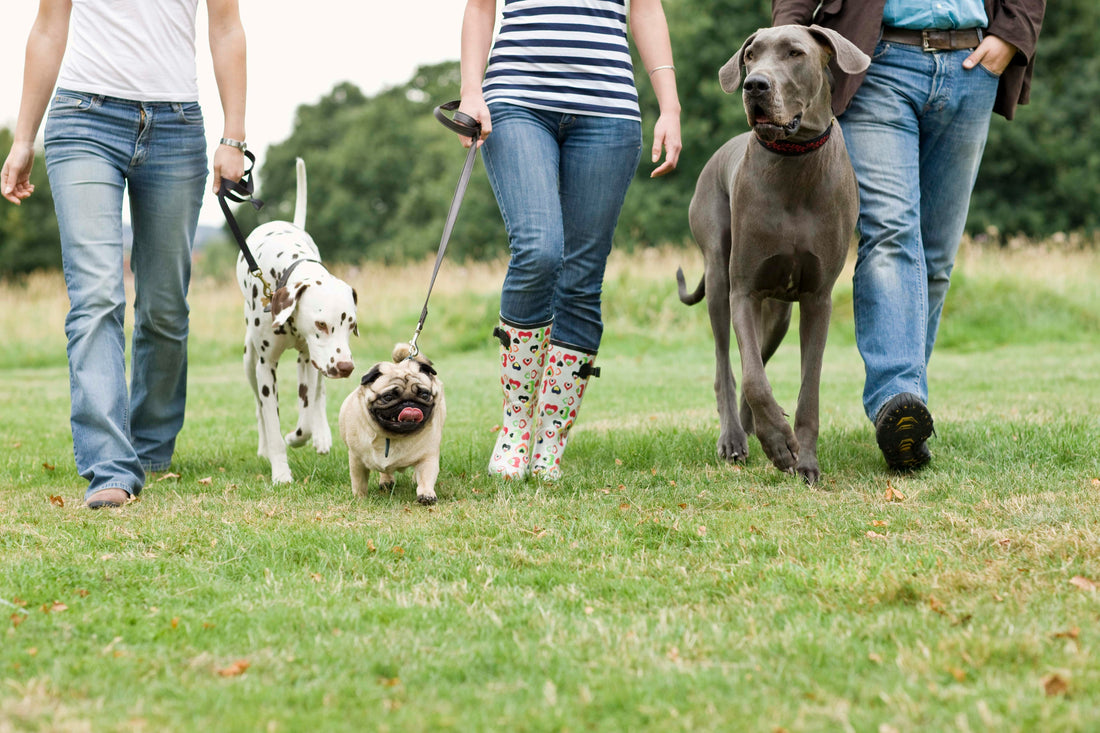 4-17  Post-Walk Pest Defense : A Guide to the Correct Use of Dog Repellents, Collars, and Sprays