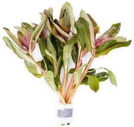 SubstrateSource Hydrocotyle leucocephala Brazilian Pennywort Live Aquatic Aquarium Plant