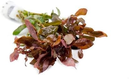 SubstrateSource Live Aquarium Red Stem Plants - Freshwater Aquatic Plant for Fish Tanks, Aquascaping - (Cabomba Piauhyensis Red, 1 Bunch)
