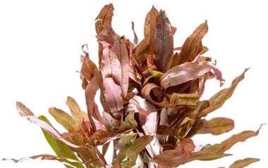 SubstrateSource Hydrocotyle leucocephala Brazilian Pennywort Live Aquatic Aquarium Plant