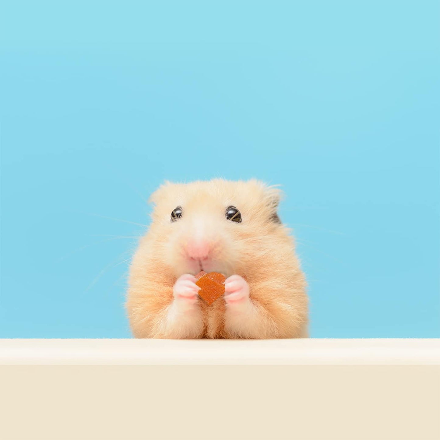 Yogu Drops With Papaya (4.5 oz.) - Healthy Natural Fruit & Yogurt Treat - For Sugar Gliders, Rats, Chinchillas, Ferrets, Parrots, Hamsters, Squirrels, Hedgehogs, Guinea Pigs, Rabbits & Small Pets