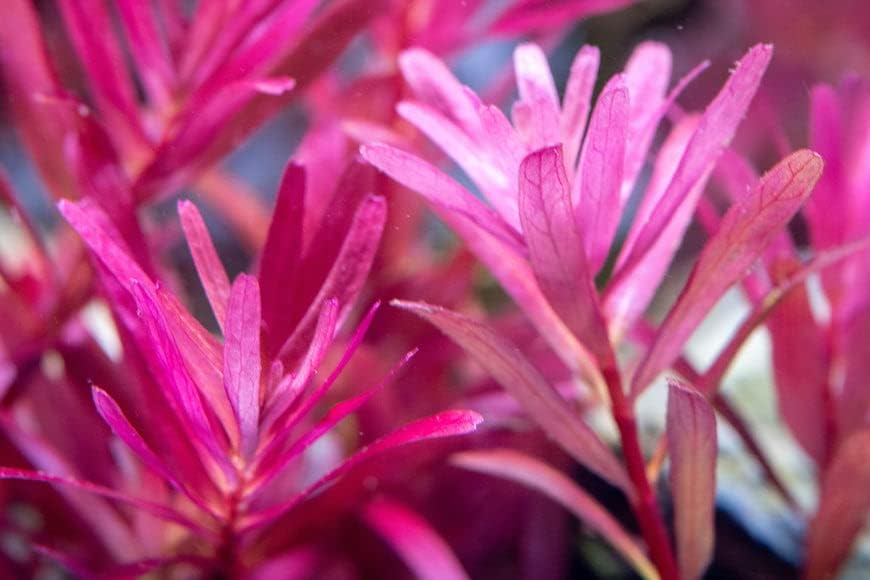 SubstrateSource Live Aquarium Stem Plants - Freshwater Aquatic Plant for Fish Tanks, Aquascaping - (Rotala Narrow Leaf Sp. Red, 1 Bunch)