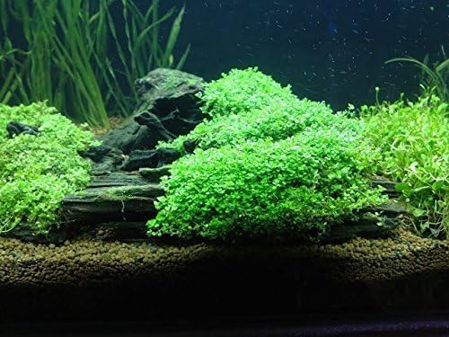Foreground Potted Live Aquarium Plants | Freshwater Aquatic Plants for Aquariums (Potted Dwarf Baby Tears, 3 Pack)