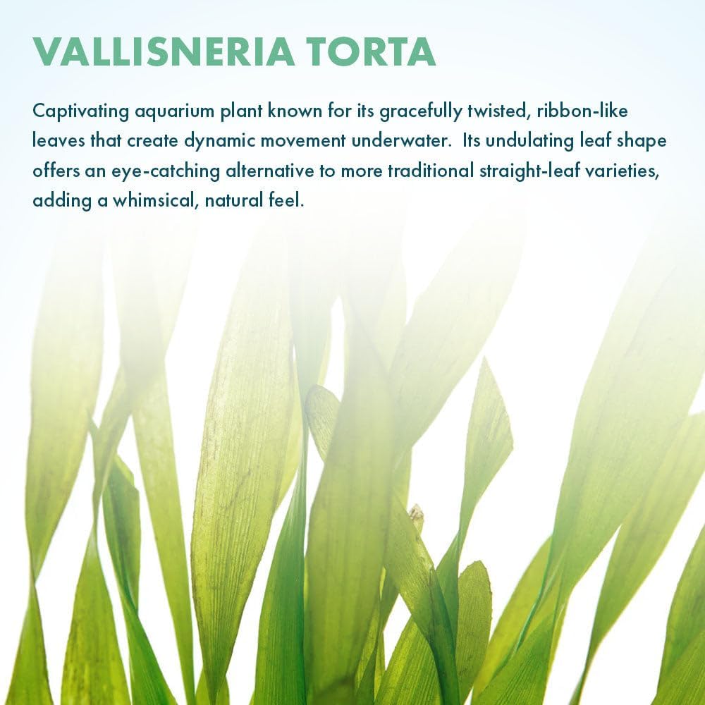 SubstrateSource Live Plant - Tall Grass, Vallisneria Torta - Easy Care, Moderate to High Light, Bright Green Accent, Freshwater Aquatic Plant for Aquascaping - Lead Bunch