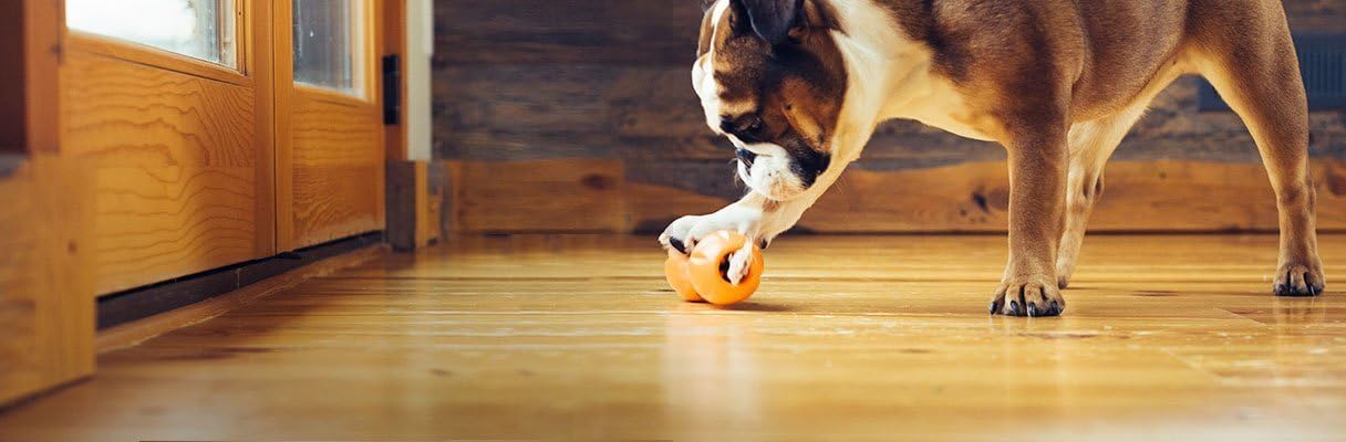 West Paw Zogoflex Qwizl Interactive Treat Dispensing Dog Puzzle Treat Toy for Dogs, 100% Guaranteed Tough, It Floats!, Made in USA, Large, Tangerine