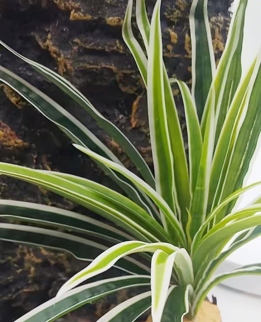 Reptile Terrarium Decor, Bearded Dragon Tank Accessories，Spider Plants for Crested Gecko Leopard Lizard Chameleon Ball Python Snake Frog