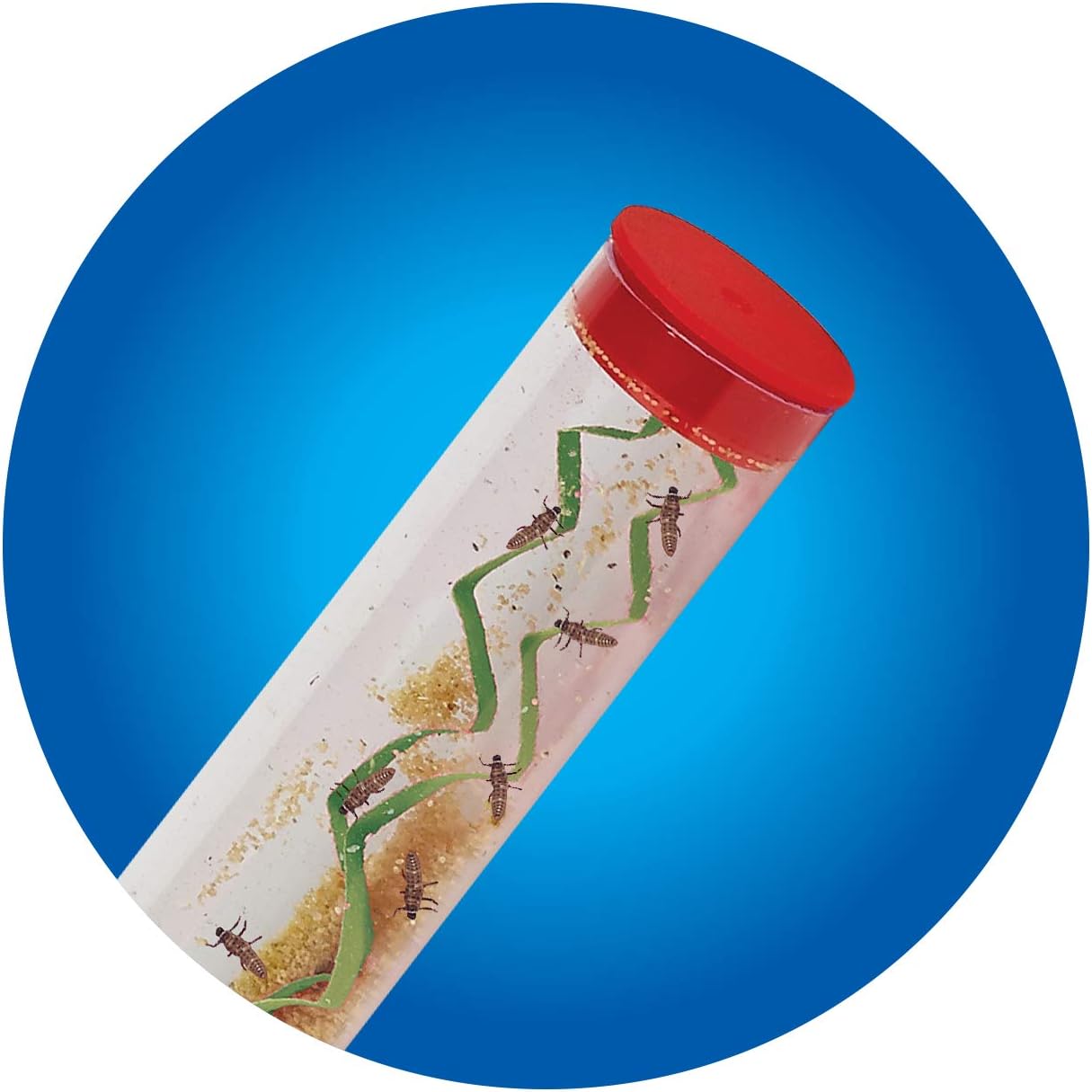 Insect Lore Live Ladybug Growing Kit | Ladybug Land Habitat | 10-15 Live Pink Spotted Ladybug Larvae Included