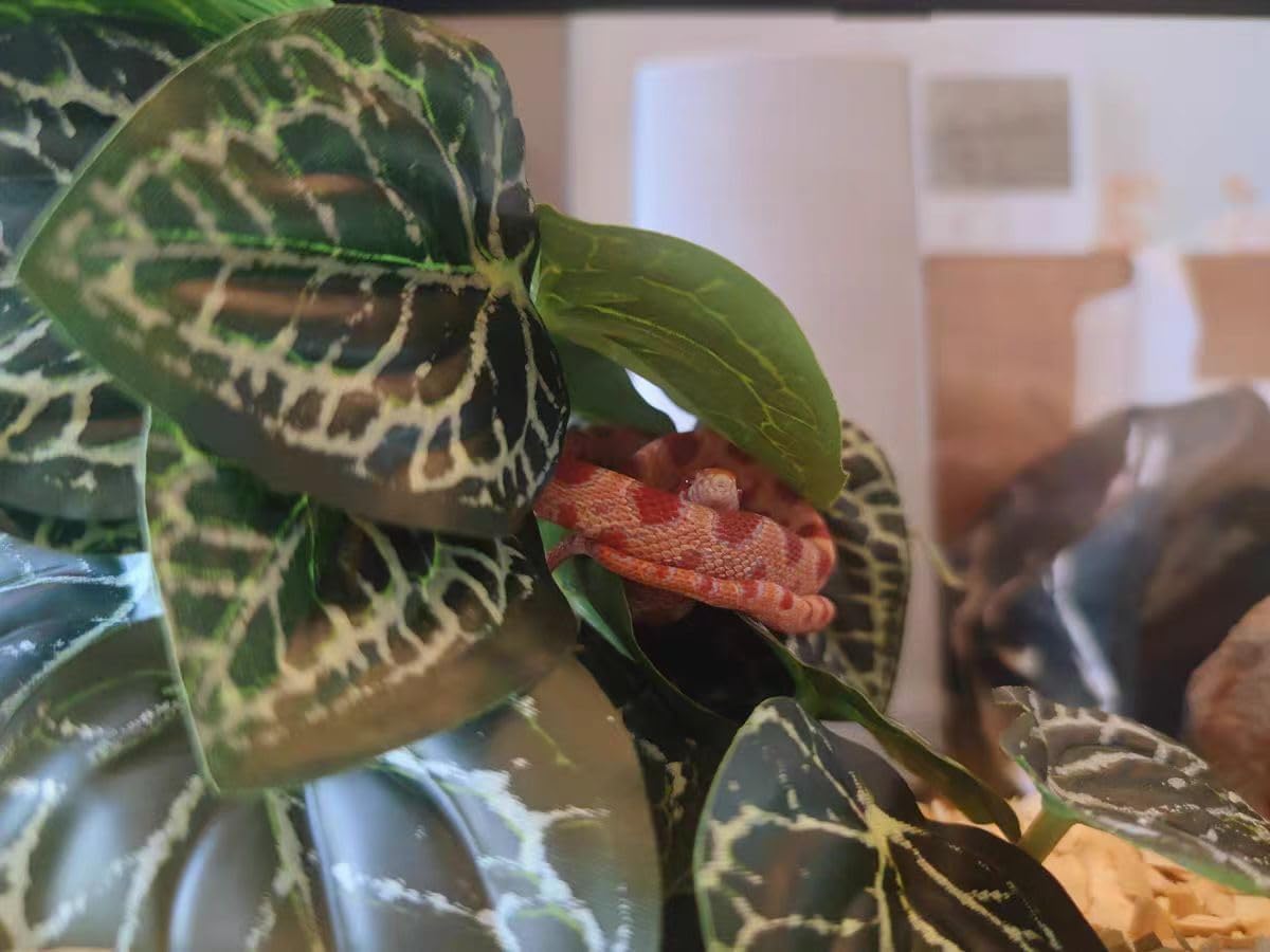 Reptile Plants for Terrarium,Amphibian Habitat Decor,Artificial Plants for Gecko Chameleon Snake Tortoise Bearded Dragon Tank Accessories with Base（Anthurium Crystallinum）