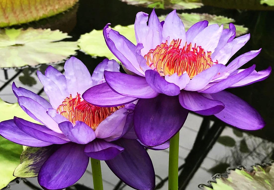 30 PCS Bowl Lotus Seeds Bonsai Lotus Seeds for Planting Water Lily Pink Purple Red Flower Aquatic Plants Seed Pond Plants Non GMO Home Garden Flowering