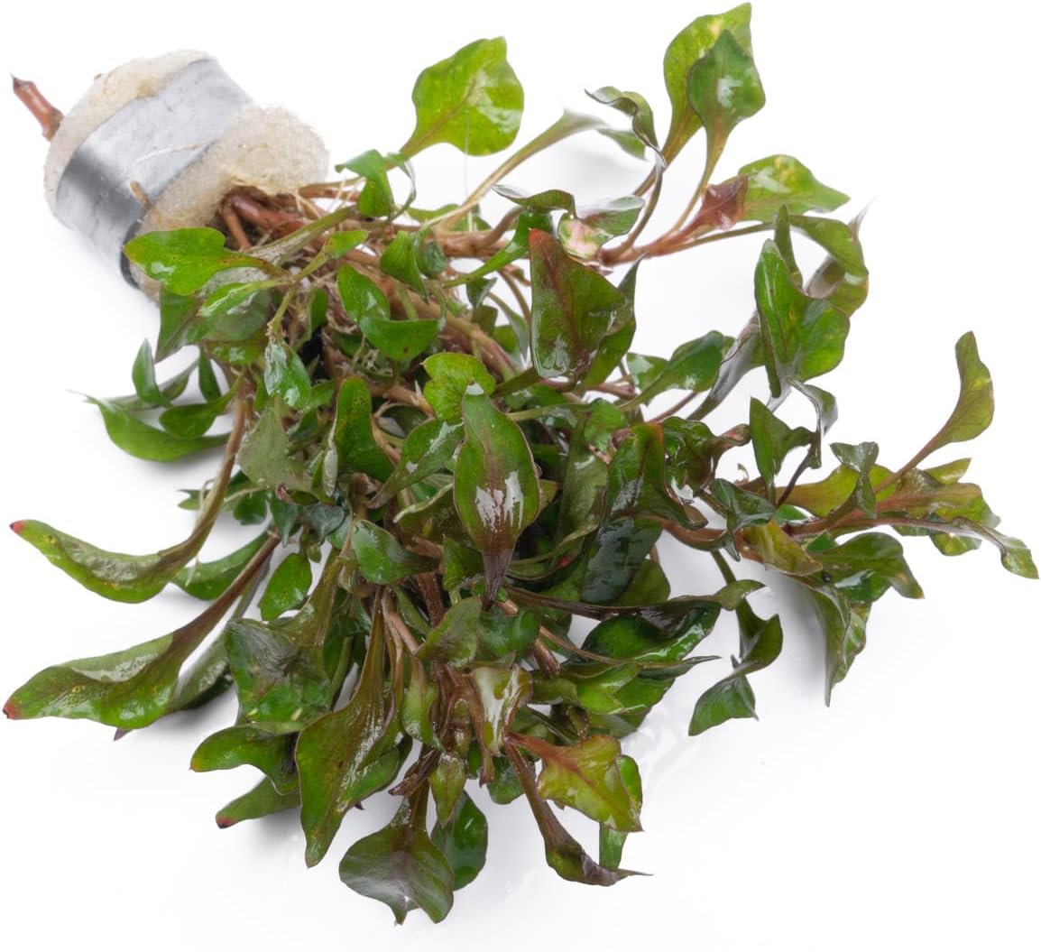 SubstrateSource Alternanthera Bettzickiana - Decorative Live Aquatic Plant for Terrariums and Paludariums - (4 Bunches)