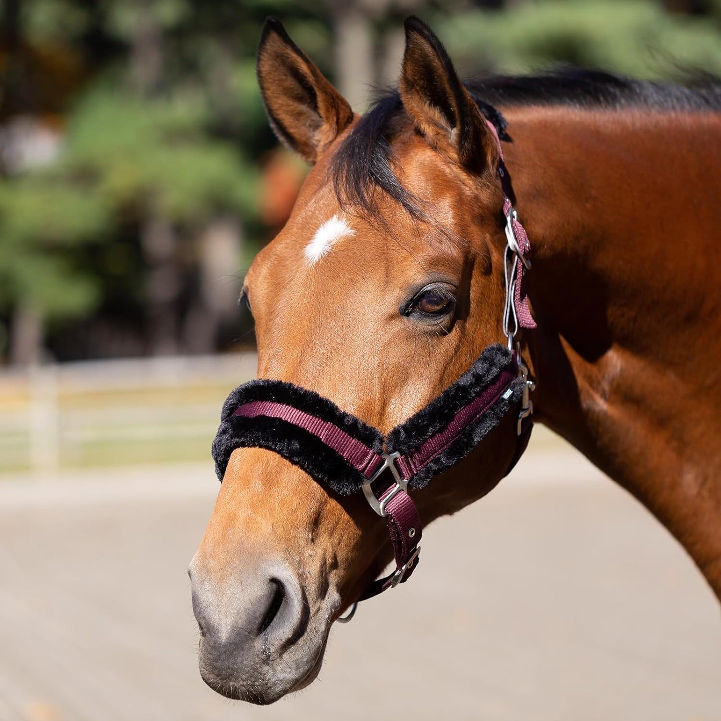 Equinavia Valkyrie Soft Ultra Fleece Padded Adjustable Breakaway Horse Halter - Wine Red/Black - Warmblood