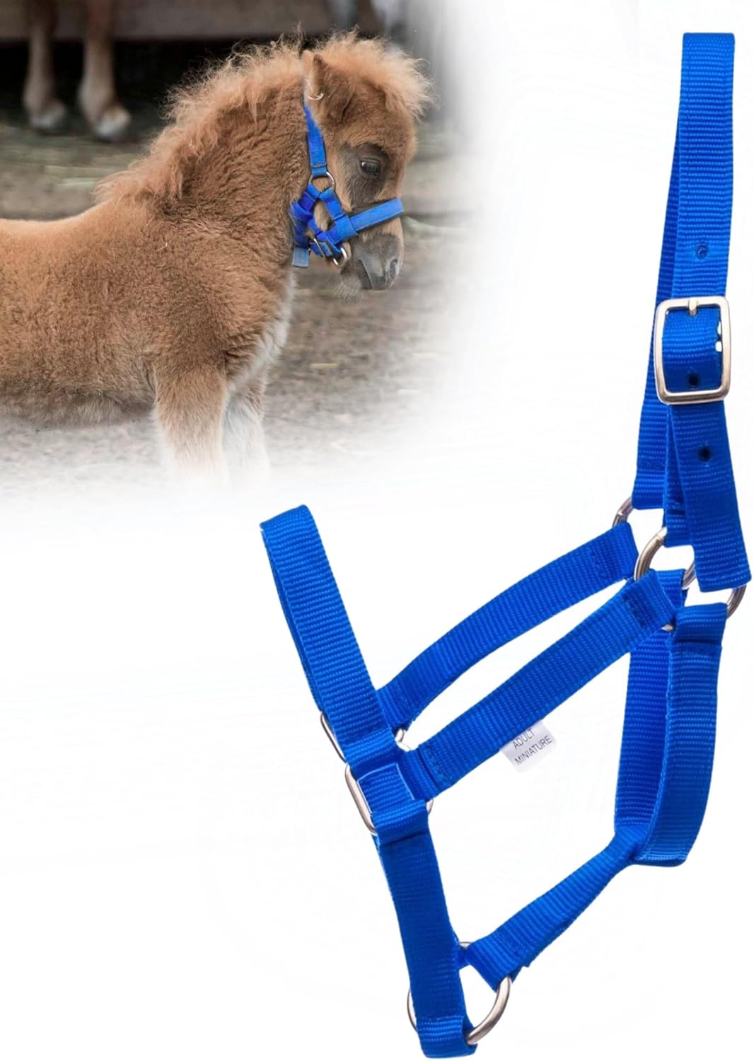 Jeffers Equine Mini Horse Halter – 3/4" Nylon Adjustable Halter for Miniature Horses, Ponies, Under 300 lbs – Heavy Duty Hardware, Secure Fit for Training, Turnout, Grooming, Travel – Royal Blue