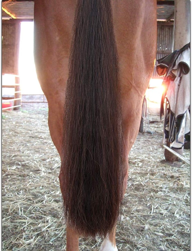 Horse Tail Extensions with Braided Horsehair Loop, Blunt Cut Bottom, 28-30 inches Long and 3/8 lb Weight