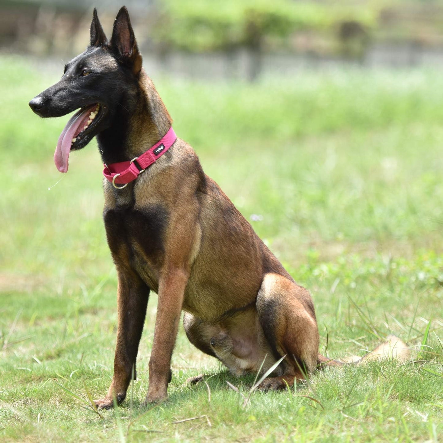 Hyhug Premium Anti-Escape Strong Extended Martingale Large Boy and Girl Dog Collar - Walking Training Daily Use.(Large, Rose Red)