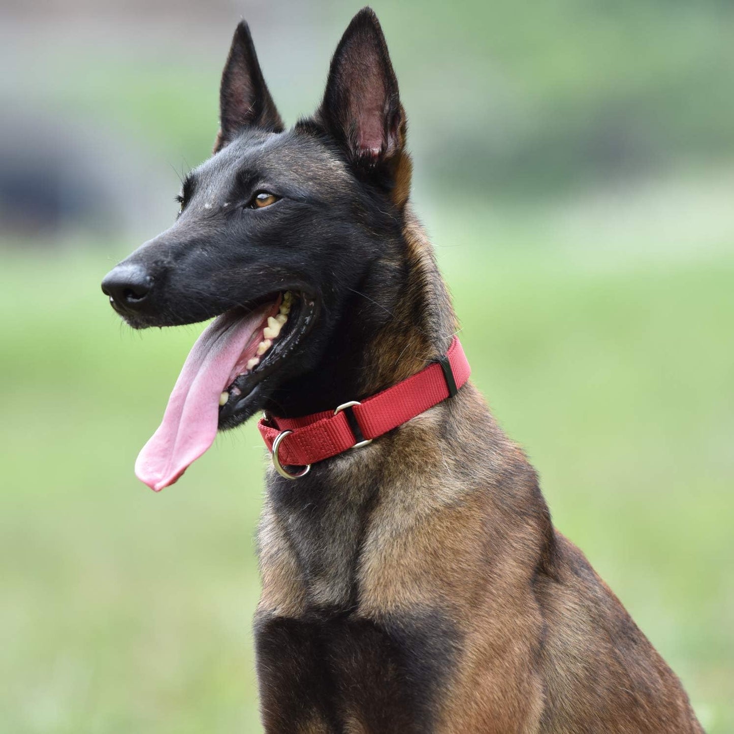 Hyhug Martingale Buckle - Free Dog Collar: Non - Slip Heavy - Duty Nylon, Escape - Proof, Colorfast & Adjustable for Large, Medium & Small Dog Breeds(Medium,Red)