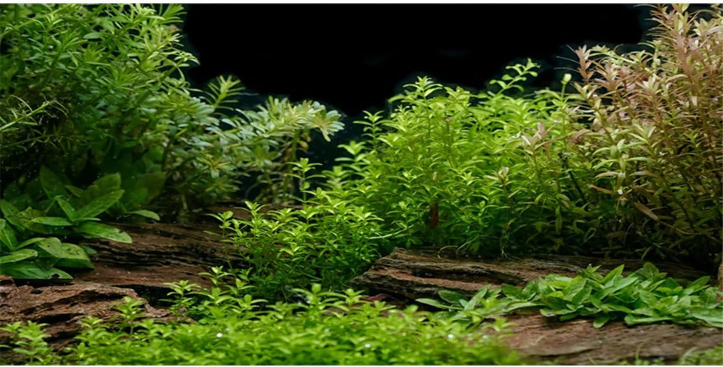 AWERT Aquarium Background River Bed & Lake Aquatic Plant Fish Tank Background Vinyl 30x12 inches