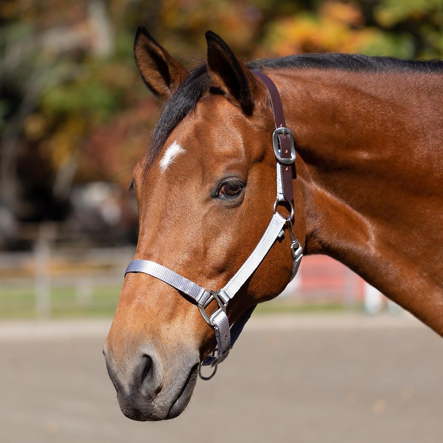 Equinavia Loki Adjustable Breakaway Horse Halter - Silver Sconce Gray - Warmblood