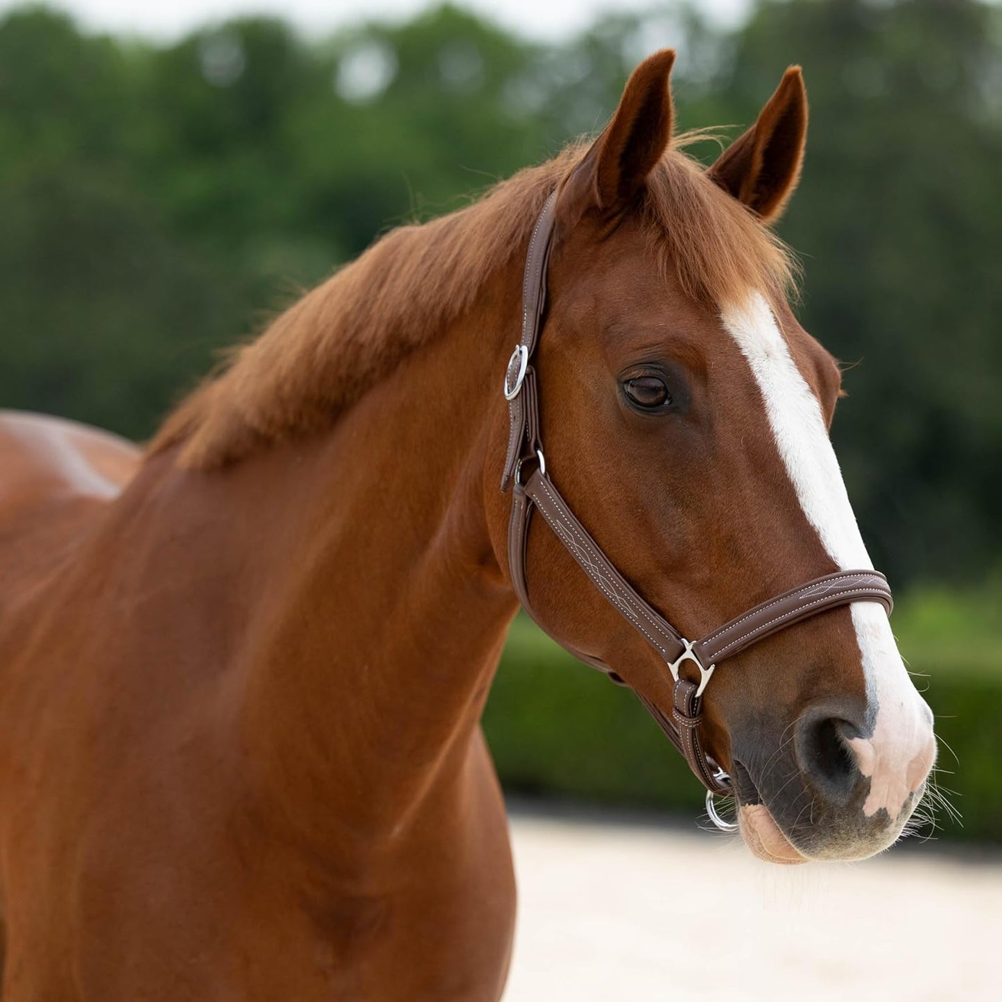 HORZE Warren Soft Adjustable Genuine Leather Horse Halter | Stainless Steel Hardware - Light Brown - Horse