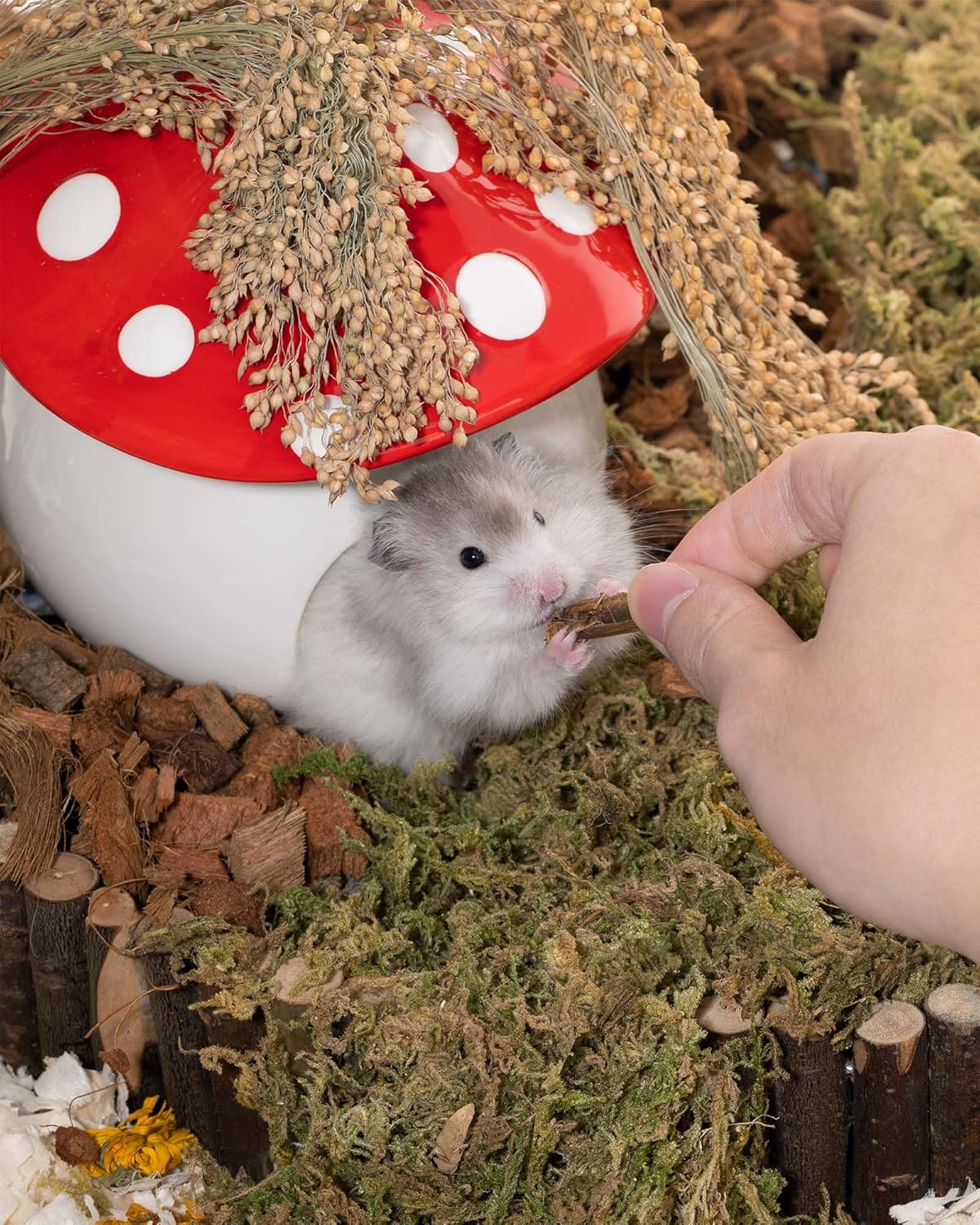 Niteangel Small Animal Snack & Treats - Small Critter Natural Treat for Dwarf Syrian Hamsters Gerbils Mice Sugar Glider Hedgehogs Chickens Birds (Freeze-Dried Grasshopper)