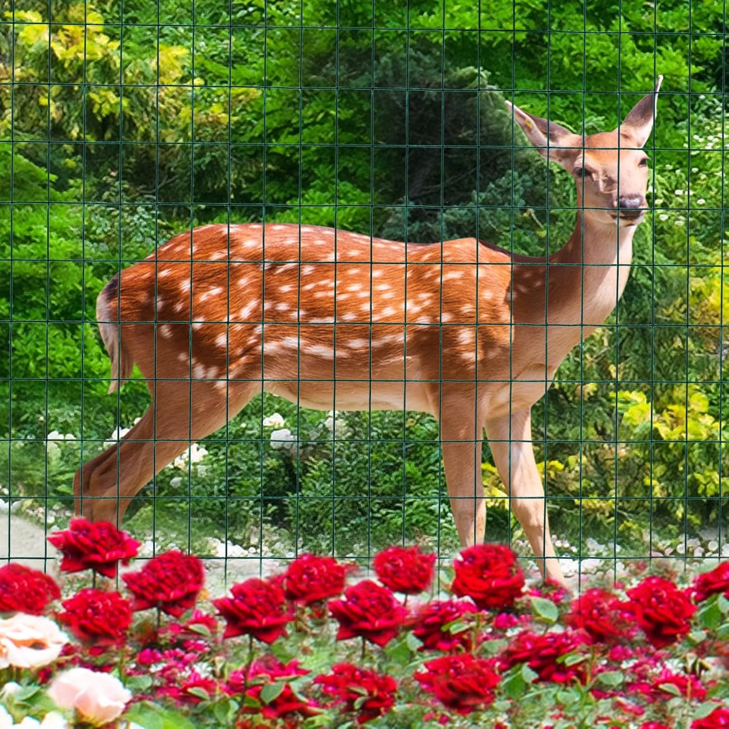 Green PVC Coated Welded Wire Fence 24 Inch x 50 Foot, 2 Inch x 3 Inch 16GA, Garden Border Fencing Roll Vinyl Coating Metal Wire Mesh for Yard Vegetable Plant Protection Poultry Netting