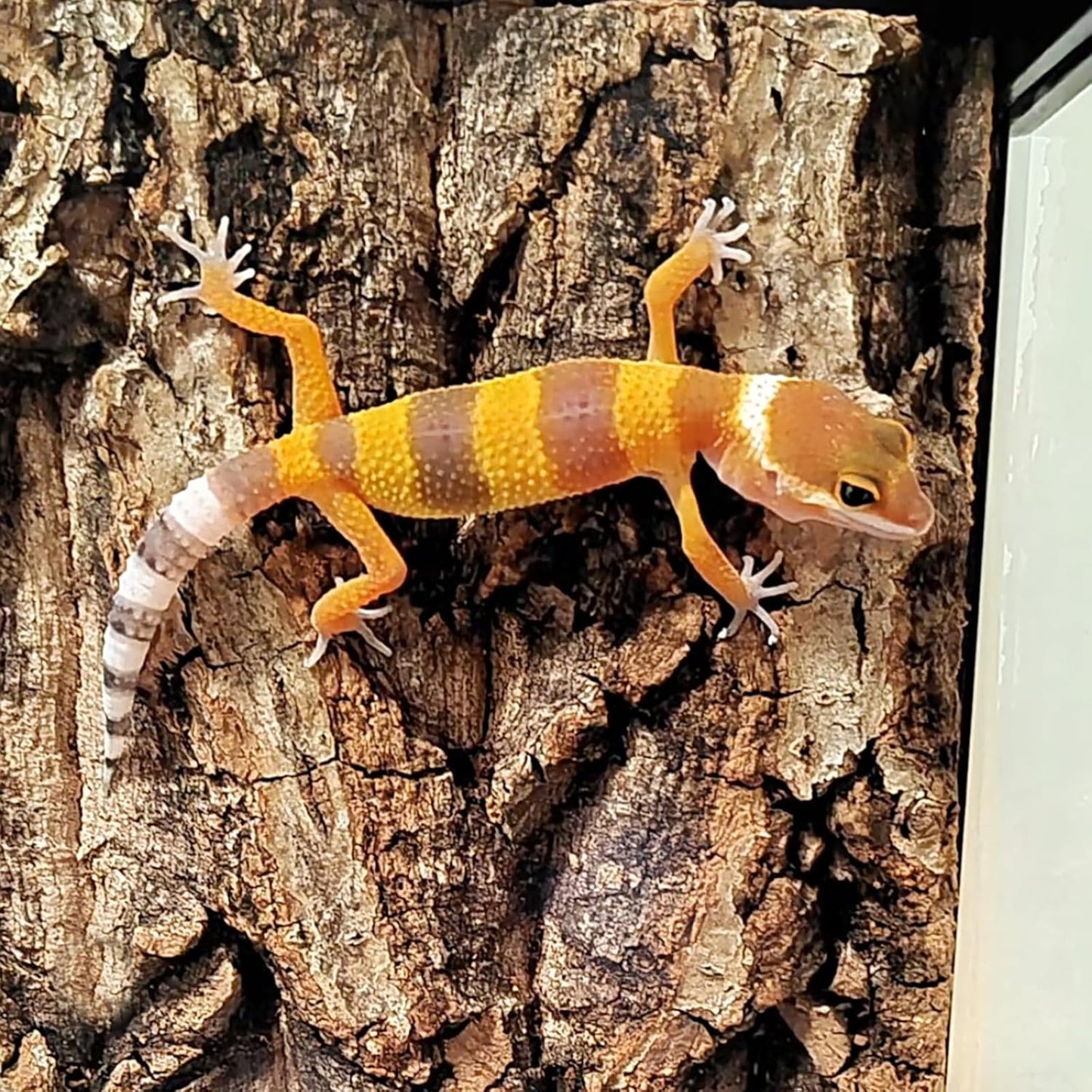 Allazone Natural Cork Perch, Bird Cork Seat Boards, Cork Bark Toy, Parrot Chewing Toy Bird Cork Perch Stand for Bird Budgie Parrot Cockatiel Hamster Guinea Pig Rat (1PCS, 30 x 40cm)