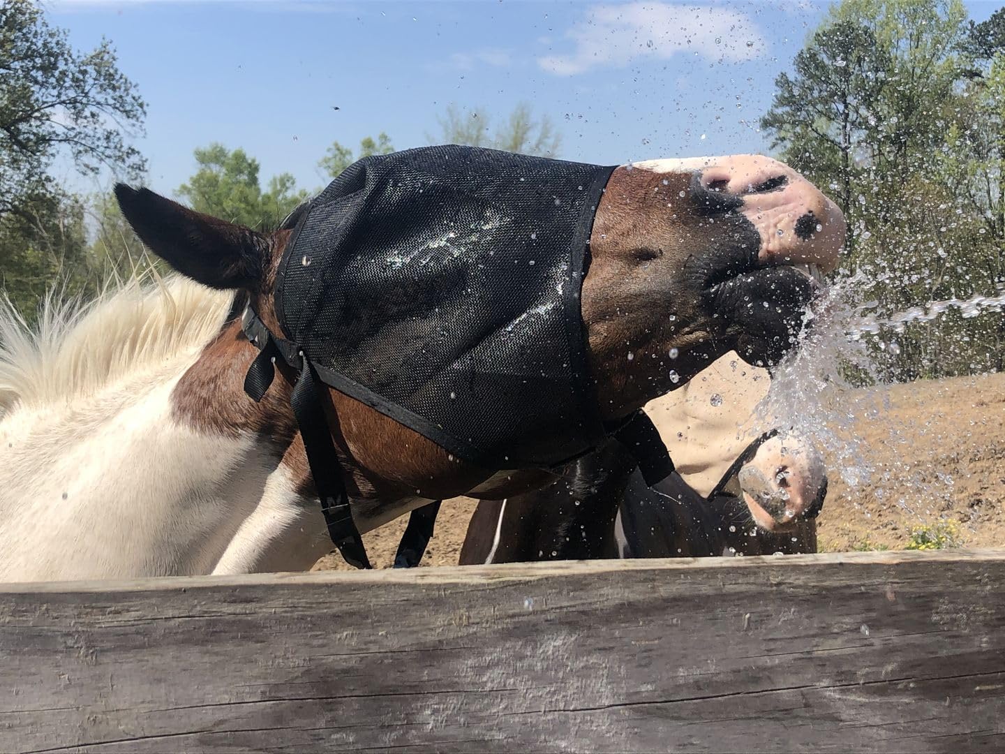 EquiVizor 95% UV Eye Protection (COB) Standard Horse Fly Mask - Help with Uveitis, Corneal Ulcer, Light Sensitivity. Designed to Stay On Your Horse, Off The Ground.
