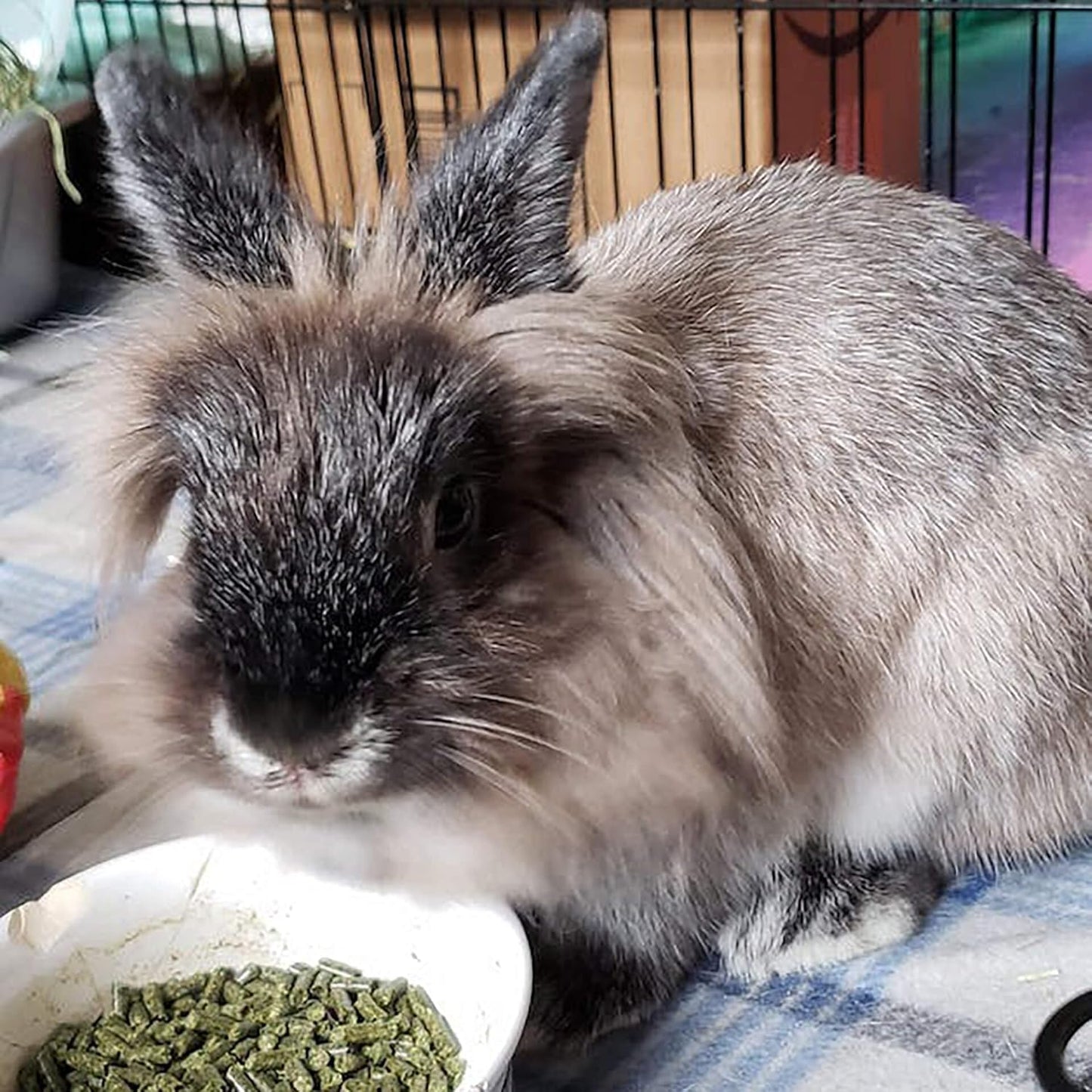 Sherwood Baby Rabbit Food. Hay-Based Pellet. No Wheat, Corn, or Soy for Better Digestion. 4.5 lbs