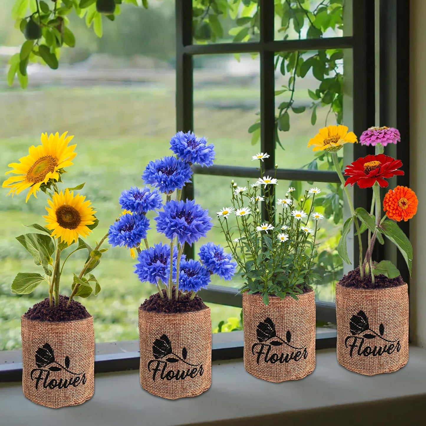 Indoor Daisy Garden Starter Kit, 4 Flower Seeds Growing into Shasta Daisy, Cornflower, Sunflower, Zinnia, Including Complete Gardening Tools, Christmas Gifts for Women Men & Beginners