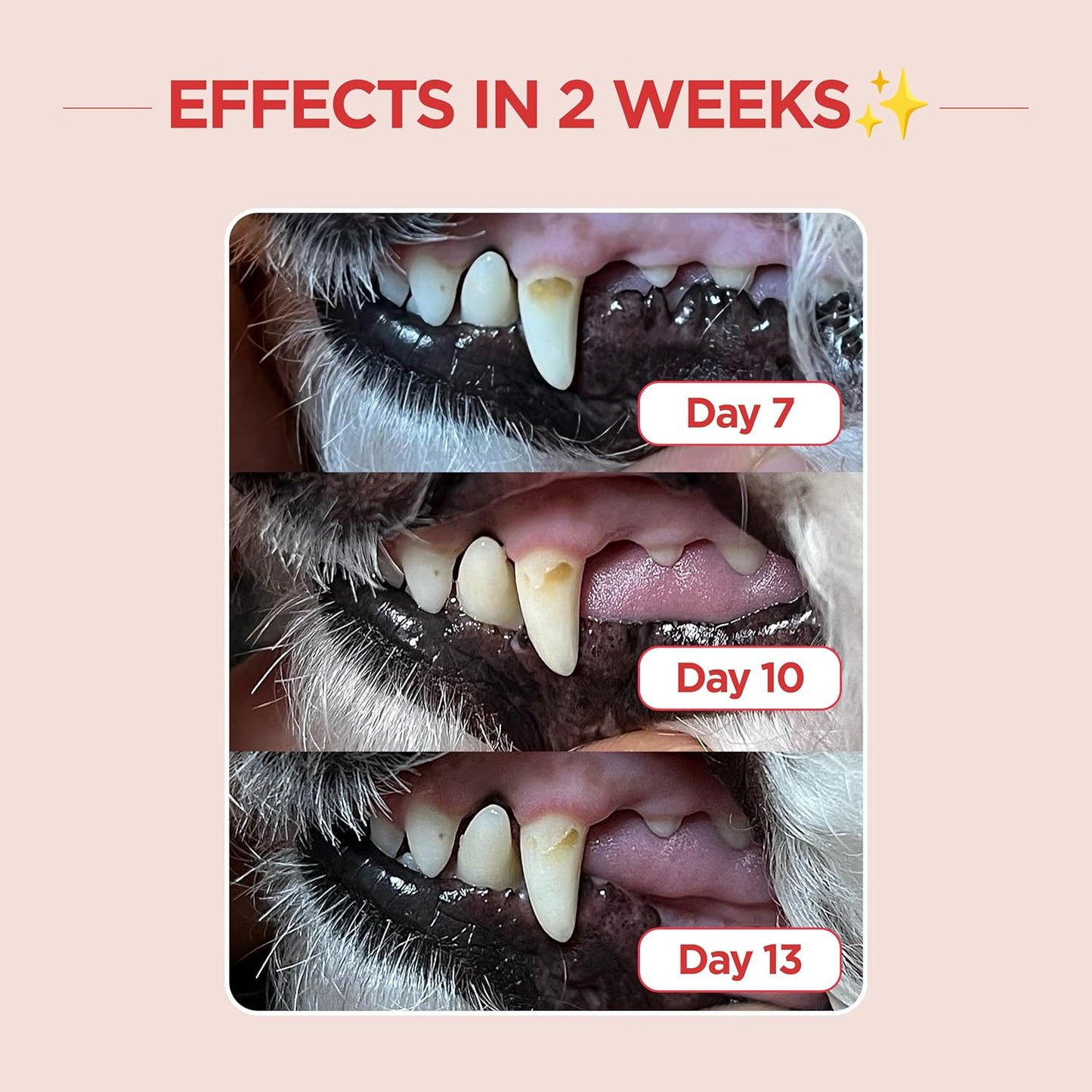 JAYU PET Dental Care Brush (Edge Bristles) 3ea - Micro Round Head Dog Toothbrush, Cat Toothbrush, Dental Care, Perfect for Kitten & Small Breed with End-tuft Diagonal-Shaped Bristle & Easy Grip Handle