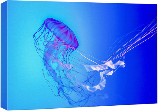 wall26 Canvas Print Wall Art Vibrant Neon Blue Pink Jellyfish Deep Sea Nature Animals Photography Realism Rustic Scenic Landscape Wilderness Earth Colorful for Living Room, Bedroom, Office - 12"x18"
