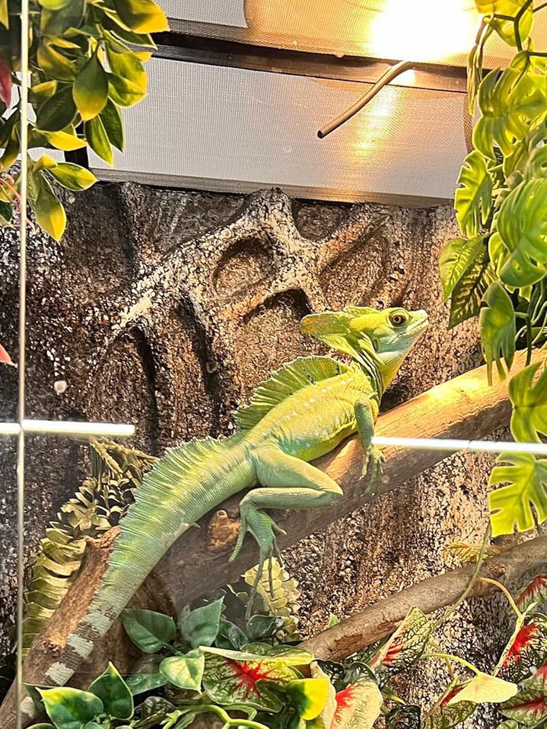 Heat Lamp Bulb, 125 Watt Pack of 2 Full Spectrum UVA UVB Reptile Heat Bulb, Basking Spot Light, Simulate Natural Sun Light for Reptile and Amphibian, Pack of 2