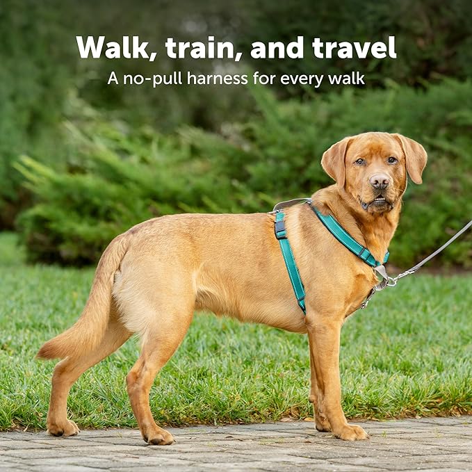 PetSafe 3 in 1 Dog Harness - No Pull Solution for Dogs - Reflective Dog Harness - Front D-Ring Clip Helps Stop Pulling - Comfortable Padded Straps - Top Handle Enhances Control - Teal - Large
