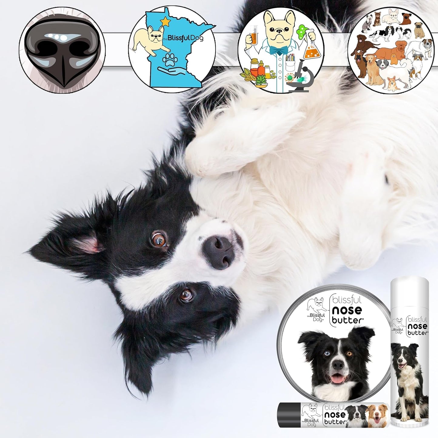 The Blissful Dog Border Collie Nose Butter for Dry, Cracked Skin, Lick-Safe Dog Nose Balm with Moisturizing Shea Butter, Almond, Olive, and Essential Oils, Pet Supplies, Uncented, 1 oz.