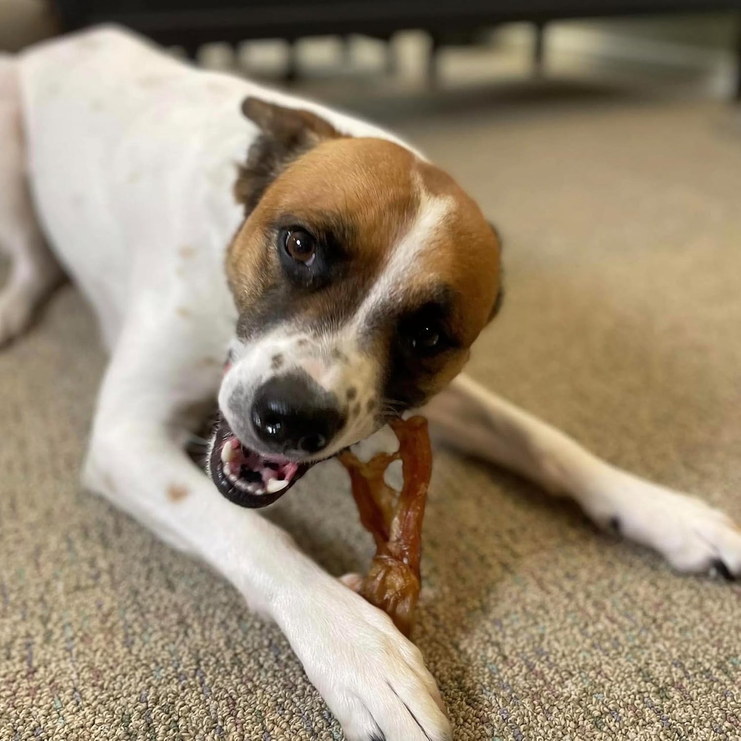 Pupford Turbo Beef Tendon Chews for Dogs & Puppies, All-Natural Dog Chew with Glucosamine for Joint Health, Long-Lasting Toy, Great for Teething (5 Count)