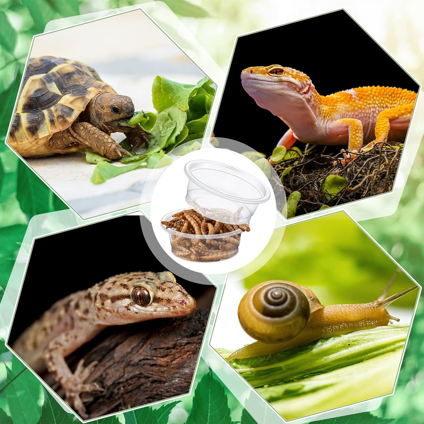 Maxcheck 1000 Pcs 0.5 oz Gecko Feeding Cups Small Gecko Food and Water Cups Reptile Feeding Bowls Plastic Bearded Dragon Food Bowl for Lizard Small Pet Ledge Accessories