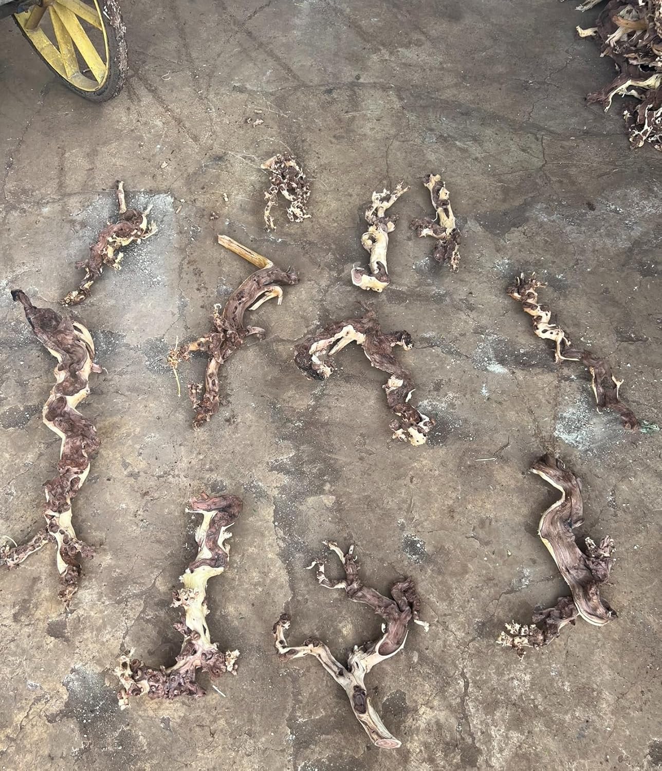 Small Natural Driftwood for Aquarium Styling Carefully Selected Natural Aquarium Decor Driftwood for Reptile Tank Reptile Tank Wood Decor (2pcs grapewood Branch 10-12inch)