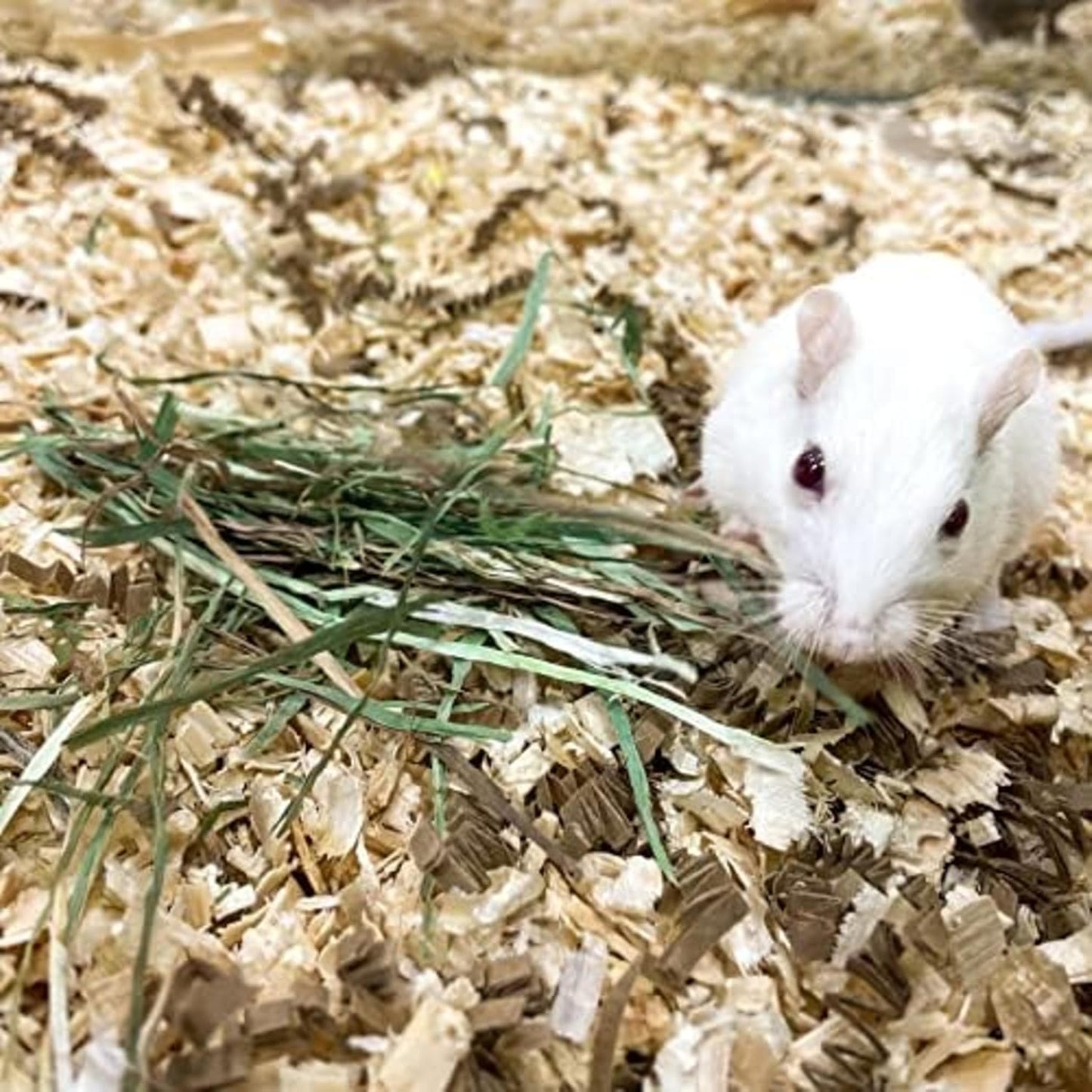 Blue Mountain Hay | Fresh Timothy Hay (48 Ounce) | Great for All Ages | High-Altitude Hay Pet Food for Rabbits, Guinea Pigs, Chinchillas, Hamsters, and Other Small Pets