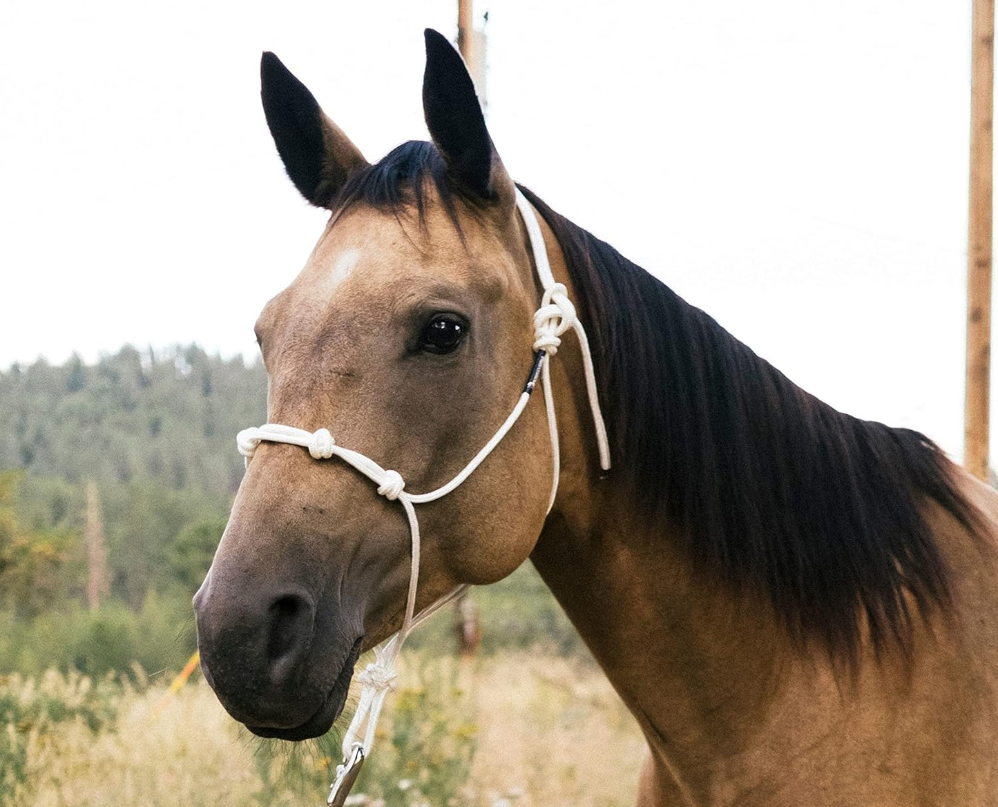 Horse Rope Training Halter - 4 Knot 1/4" Stiff Halter Cord - Used by Famous Trainers Multiple Sizes Multiple Colors
