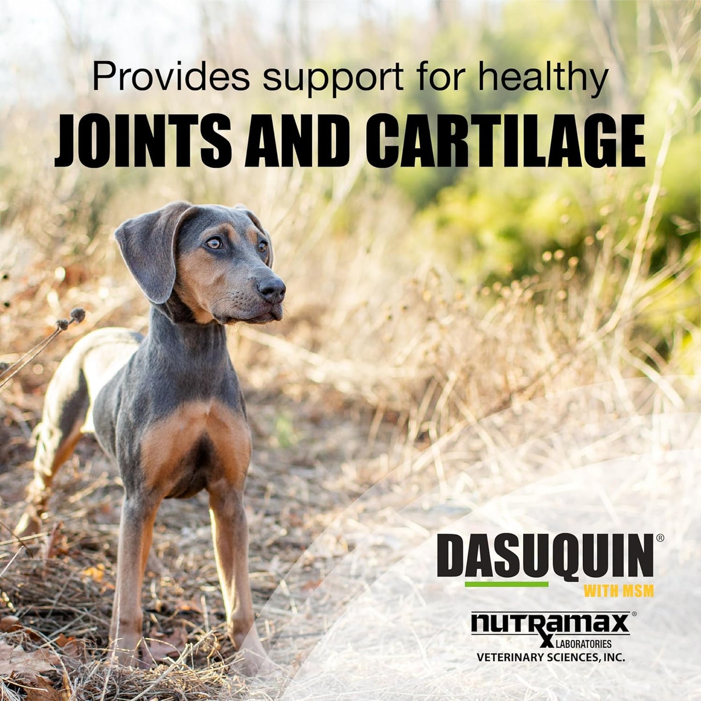 Nutramax Laboratories Dasuquin with MSM Chewable Tablets For Small/Medium Dog