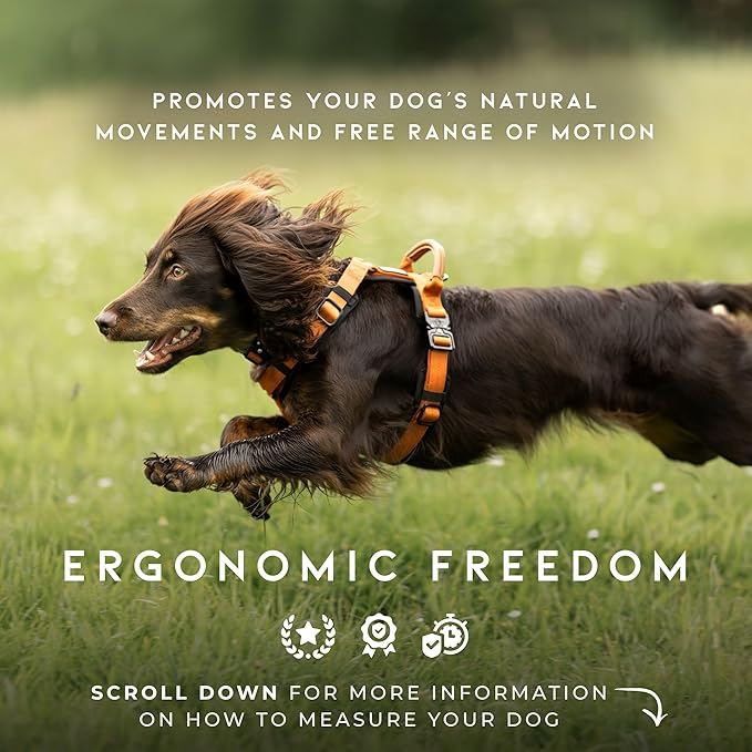 MADE TO ROAM Premium Explorer Harness - Y-Shaped Dog Harness with Adjustable Durable Nylon, Soft Padding, Metal Buckles and Leather Handle for Small, Medium, Large Dogs (Utah Glow, Size 1)