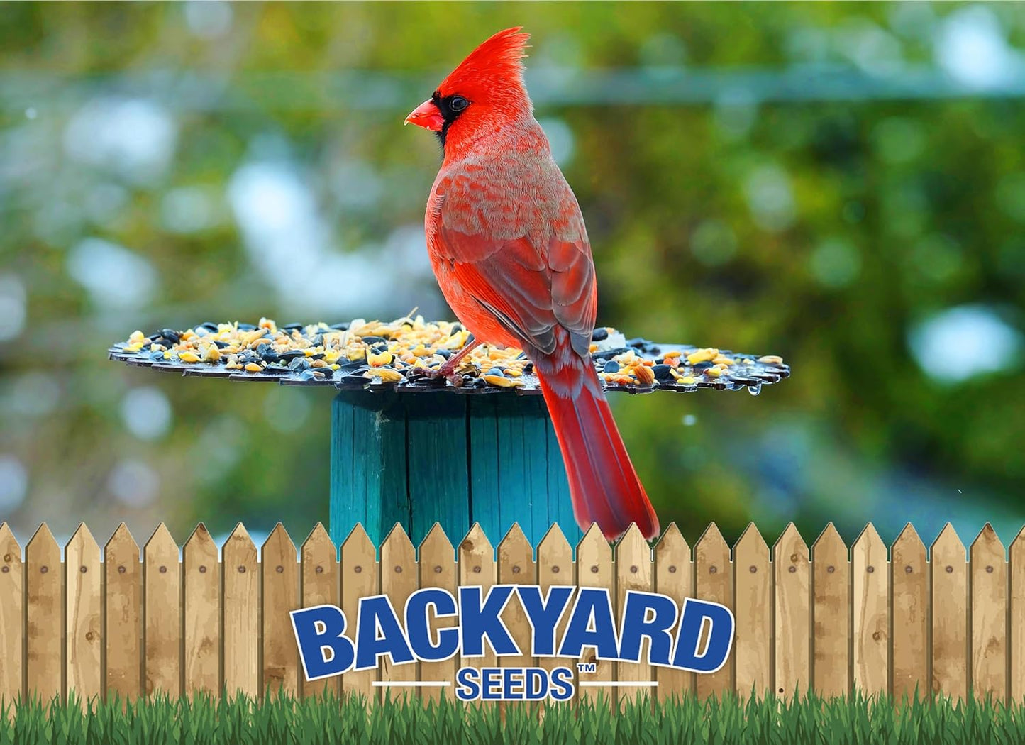 Backyard Seeds Premium Blend Bird Seed to Attract Songbirds - Wild Bird Food Mix with Black Oil Sunflower (7 Pounds)