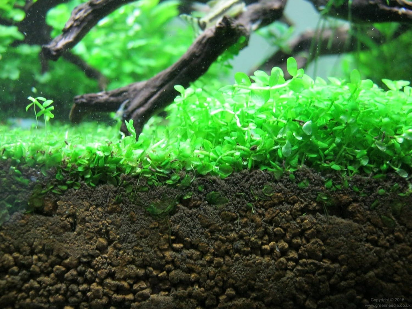 Foreground Potted Live Aquarium Plants | Freshwater Aquatic Plants for Aquariums (Potted Monte Carlo)