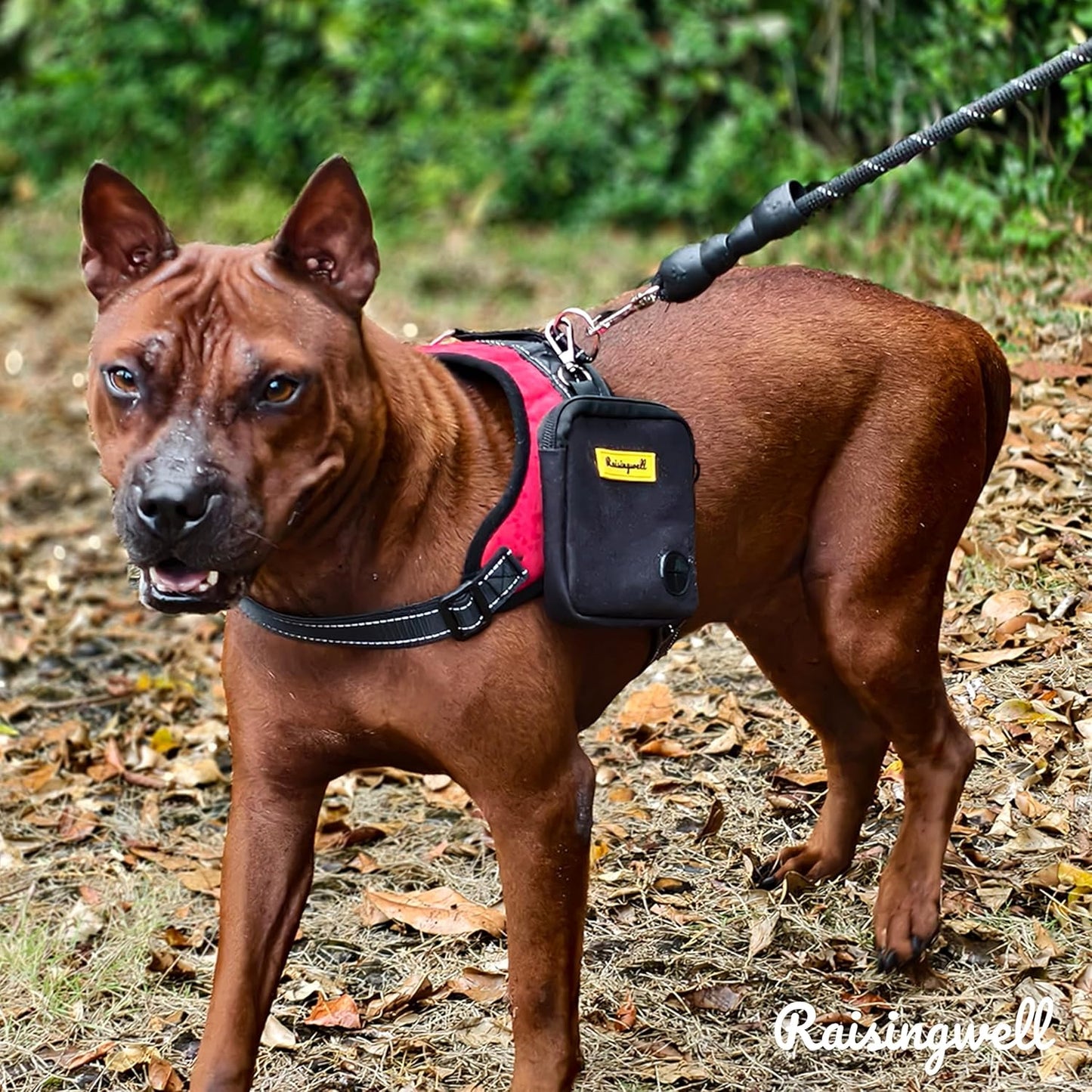 Dog Treat Pouch for Pet Walking and Training with Clicker Poop Bags Small Fanny Zipper Pack Holder for Puppy Snack Dispenser Kit for Leash and Outdoor Use (Black)